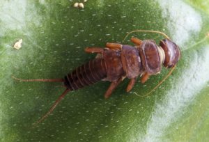 Dinocras Cephalotes