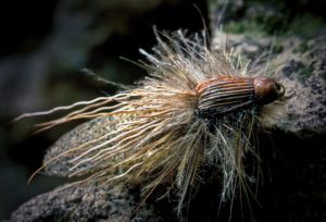 Stone Fly