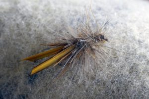 Stone Fly