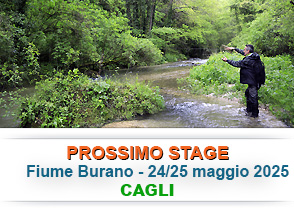prossimo-stage2-widget